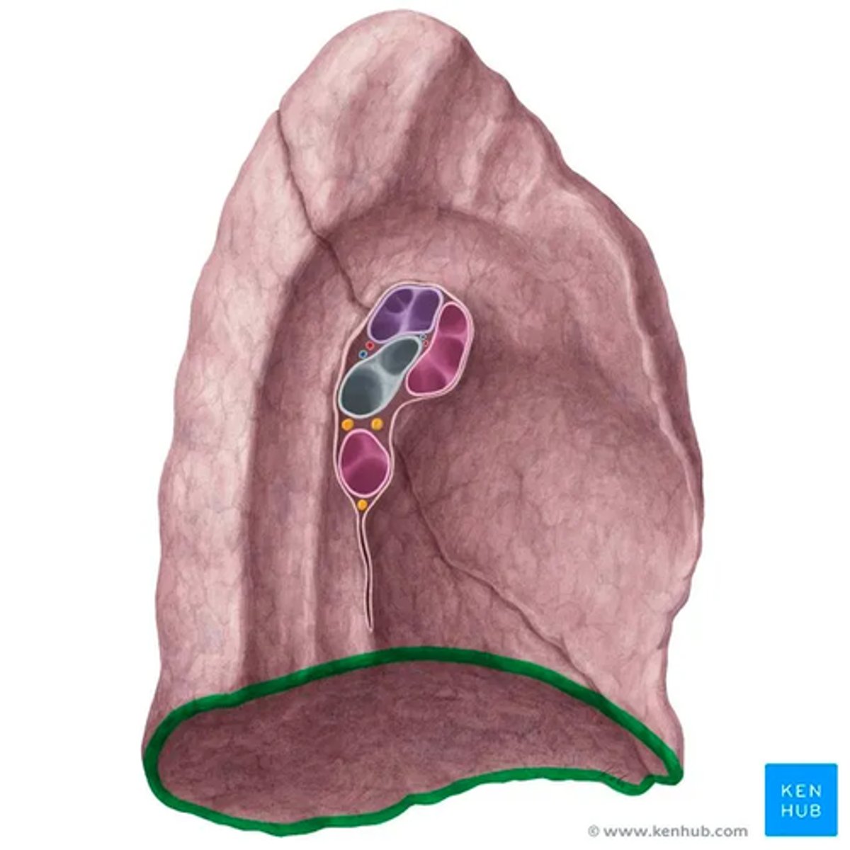 <p>this is the lower edge of the lung, separating it from the diaphragm. </p><ul><li><p>boundary</p></li></ul><p></p>