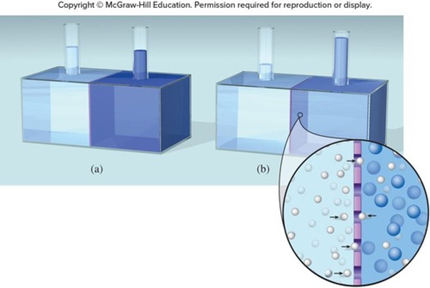 <p>The pressure required to stop the flow of solvent into a solution through a semipermeable membrane.</p>