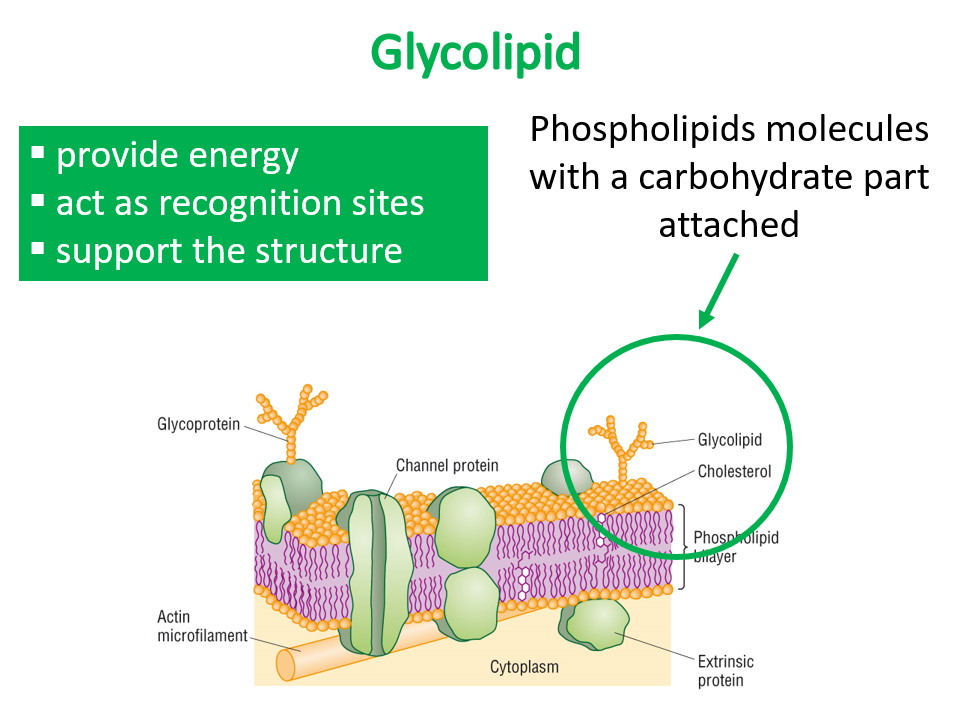 <ul><li><p>provide energy</p></li><li><p>support the structure</p></li><li><p>act as recognition sites</p></li></ul><p></p>