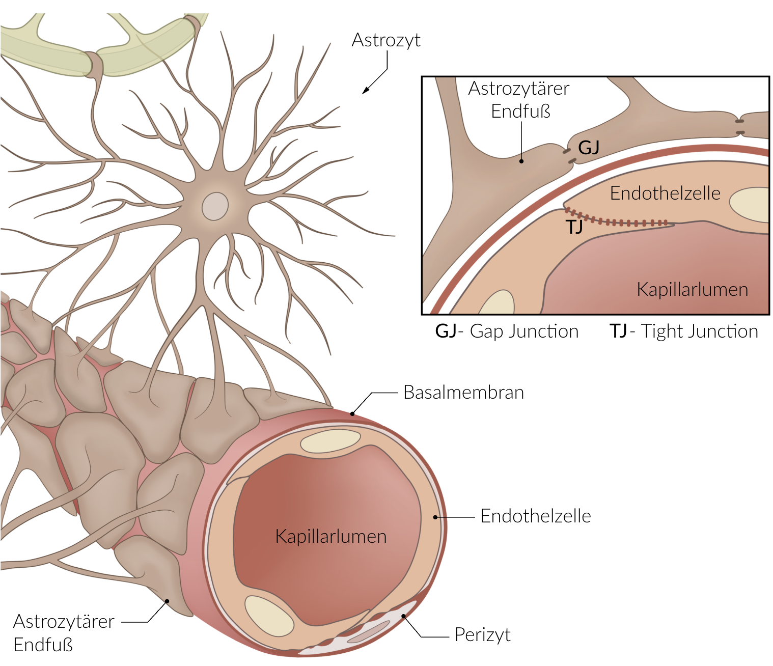 <p>A. Astrocytes and the endothelium of capillaries</p>