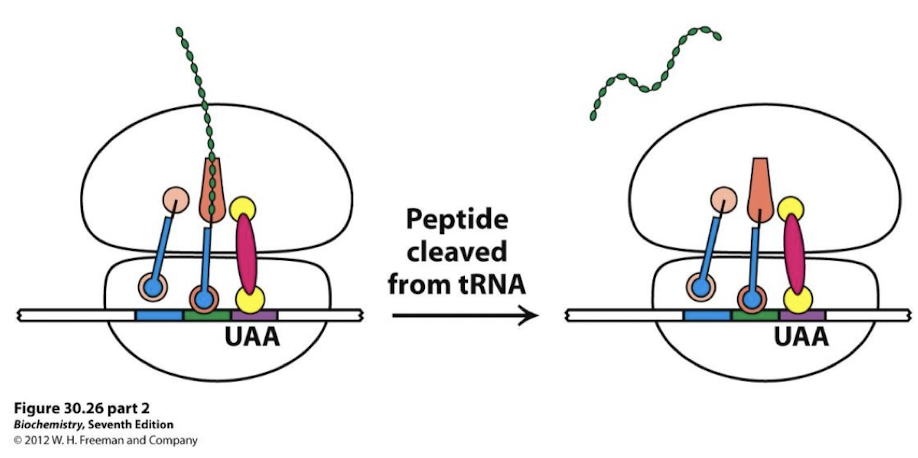 <p>Modified Gln, along with the peptidyl transferase, facilitates the attack of a water molecule on the ester linkage between the polypeptide chain and tRNA in the P site, releasing the complete protein.</p>