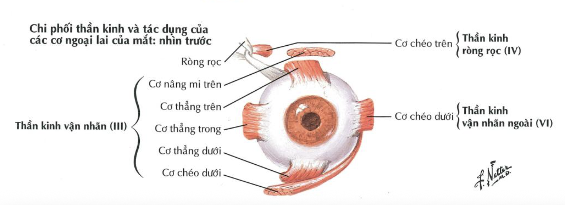<ol><li><p>TK IV ~ ròng rọc</p></li><li><p>TK VI ~ vận nhãn ngoài </p></li><li><p>TK III ~ vận nhãn </p></li></ol><p></p>