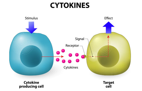 <p>Proteins that act as chemical messages within cells</p>