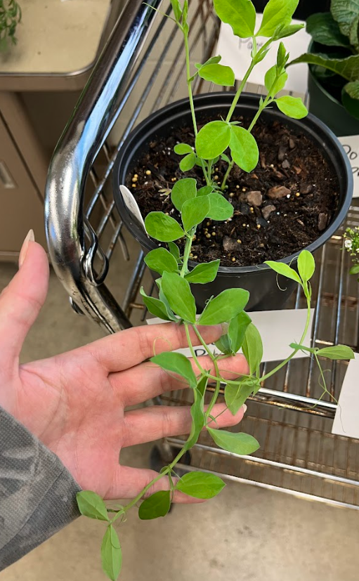 <ul><li><p>can grown on trellises</p><ul><li><p>if not it clumps and branches heavily</p></li></ul></li><li><p>vines</p></li><li><p>sweet smell</p></li></ul><p></p>