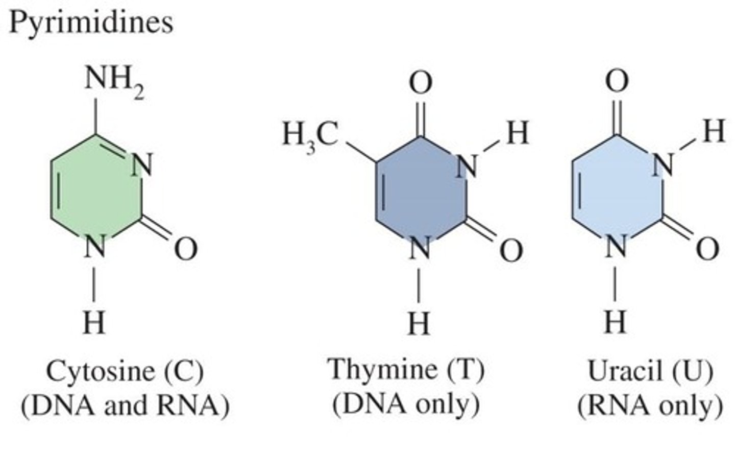<p>Adenine (A), Uracil (U), Guanine (G), and Cytosine (C).</p>