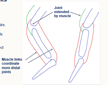 <p>in cursorial animals tend to cross 2 joints </p><p>work in antagonistic pairs</p><ul><li><p>link is made, flexion and extension of joints is coordinated without multiple muscle contractions</p></li><li><p>single extensor can affect many joints distally</p></li></ul><p>examples:</p><ul><li><p>elbow-shoulder</p></li><li><p>elbow-carpus</p></li><li><p>hip-stifle</p></li><li><p>stifle-tarsus-digits</p></li></ul><p></p><p></p>