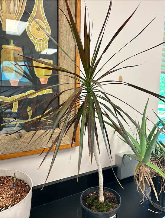 <p>Order? Family?</p>