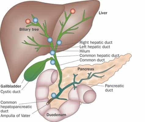 <ul><li><p>The intrahepatic ductal system begins at a microscopic level in the liver lobule</p></li><li><p>The intrahepatic ducts merge into larger ducts as they follow a course from the periphery to the central portion of the liver eventually forming the RIGHT and LEFT hepatic duct</p></li><li><p>The ducts run beside the hepatic arteries and protal veins throughout the liver parenchyma</p></li></ul><p></p>