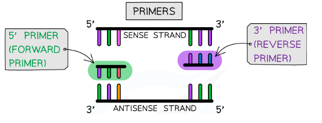 <p>Cool the solution to allow the primers to anneal to the specific DNA sequence to be replicated.</p>