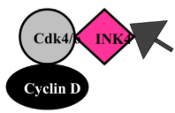 <ul><li><p><span style="background-color: transparent;">INK4 (Inhibitor of cdk4)</span></p><ul><li><p><span style="background-color: transparent;">inhibits cdk4</span></p></li><li><p><span style="background-color: transparent;">must get rid of INK4 to activate cyclin D/cdk4</span></p></li></ul></li><li><p><span style="background-color: transparent;">4 family members: (4 isoform acting on 1 kinase)</span></p><ul><li><p><span style="background-color: transparent;">p15</span></p></li><li><p><span style="background-color: transparent;">p16</span></p></li><li><p><span style="background-color: transparent;">p18</span></p></li><li><p><span style="background-color: transparent;">p19</span></p></li></ul></li><li><p><span style="background-color: transparent;">binds only to cdk4 or 6</span></p></li><li><p><span style="background-color: transparent;">sole inhibitor of Cyclin D/cdk4 or 6&nbsp;</span></p></li><li><p><span style="background-color: transparent;">even if cyclin D is present as long as the INK4 is still around it keeps the protein in an inactive form&nbsp;</span></p></li></ul><p></p>