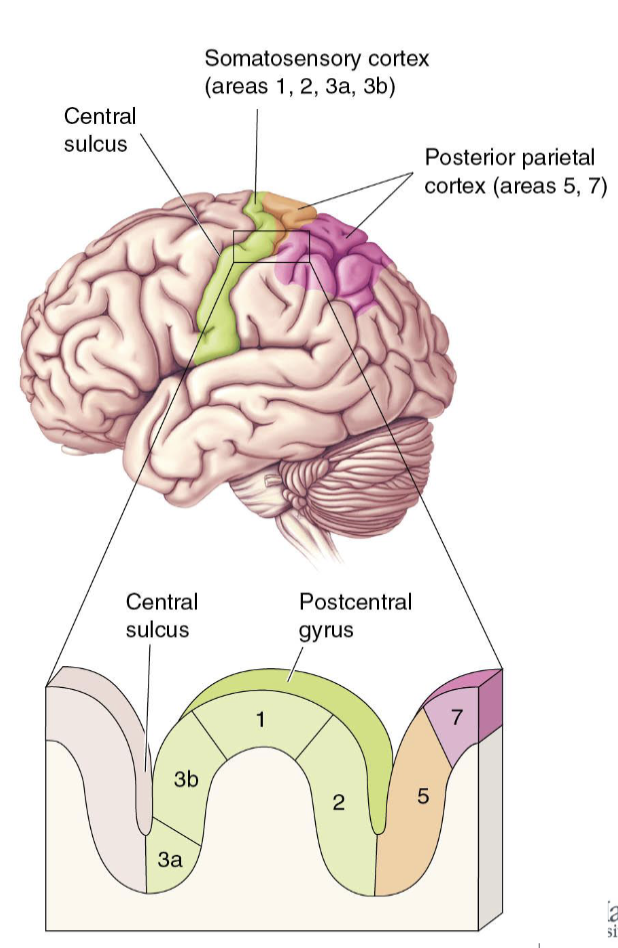 <p>Allows for the processing of basic sensory information and integration with other senses</p><p>Posterior parietal cortex 5 (orange)</p><ul><li><p>Sensory integration for the <u>planning and organization of movement</u></p></li></ul><p>Posterior parietal cortex 7 (pink)</p><ul><li><p>Sensory integration for <u>object recognition and spatial relationships</u></p></li></ul><p></p>