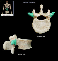 <p>one of two processes that extend from each vertebra and provide the point of articulation for the ribs</p>