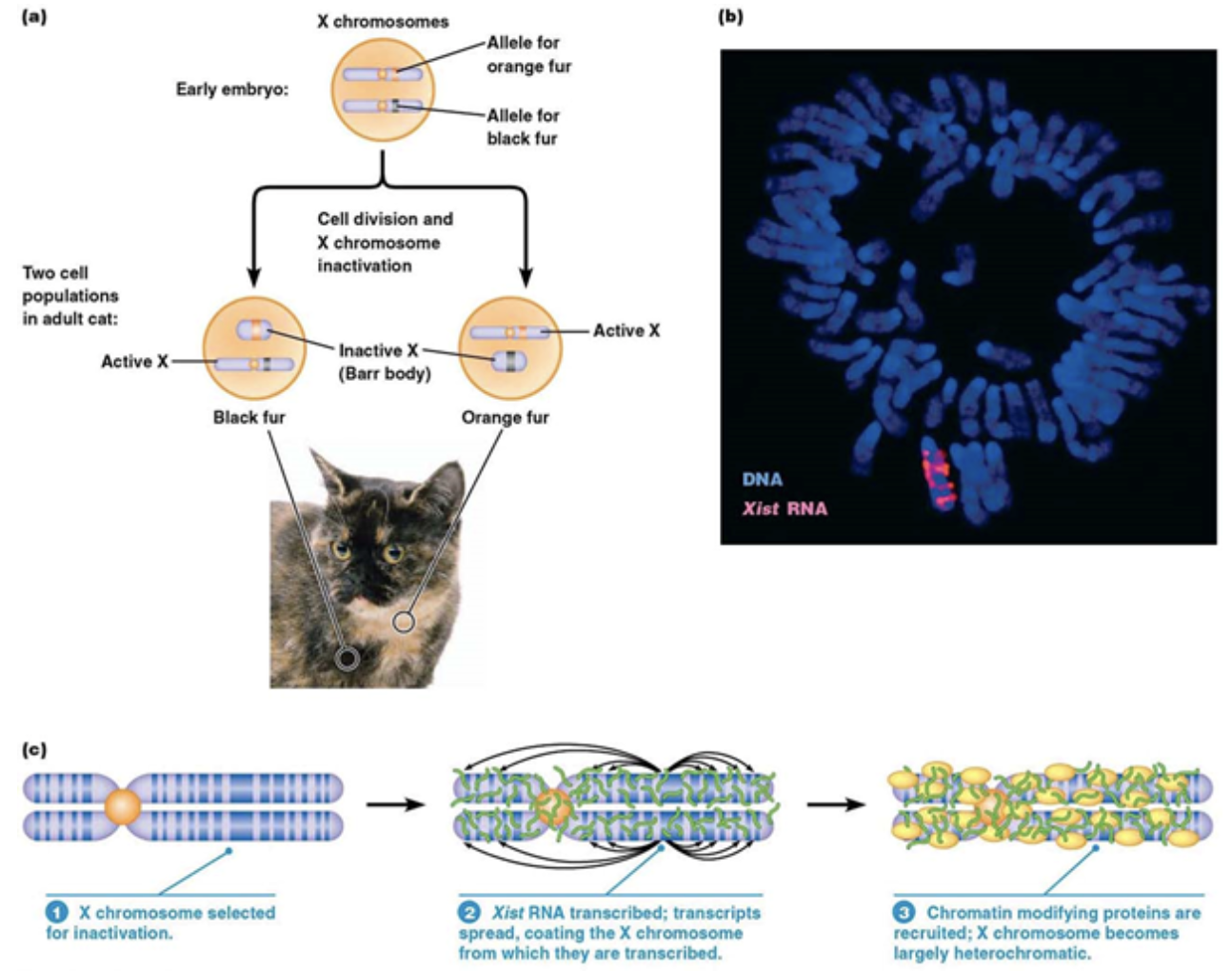 <ul><li><p>An epigenetic, <u>structural change to the genome</u> (but NOT DNA)</p></li><li><p><span style="background-color: transparent;"><span>In mammals that have 2+ X chromosomes, it’s important that they don’t express too much of the RNA or proteins that are encoded in those chromosomes. Mammals “turn off” 1+ X chromosome(s) through X inactivation</span></span></p></li><li><p><span style="background-color: transparent;"><span>Calico cats “turn off” one X chromosome early in their development, which are also linked to fur color, but not necessarily the same chromosome every time in every cell. The result is patches of cells that are black, those cells have the orange fur gene repressed, and patches of orange, those cells have the black fur gene repressed</span></span></p></li><li><p><span style="background-color: transparent;"><span>This process occurs from a long RNA, called Xist, being transcribed and recruiting histones. The histones compact the genes on that chromosome even more until none of the genes on that chromosome are going to be expressed</span></span></p></li></ul><p></p>