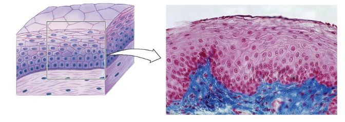<p>layered cells to withstand mild mechanical abrasion; basal cells push upward, constantly reproducing through mitosis, pushing existing cells towards the surface and flattening them; built to slough off dead cells and withstand abrasion</p>