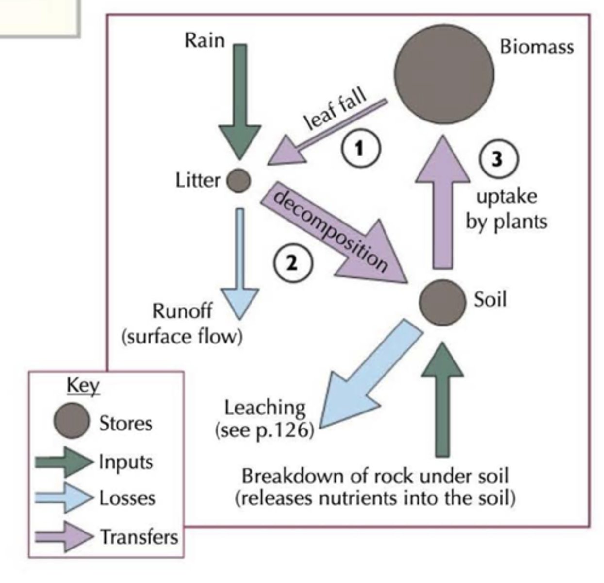 <p>Infertile soil ∵ competition</p><p>Nutrient cycle:</p><p>- Forest floor is hot and damp, so fungi and bacteria thrive, allowing for fast decomposition of plant leaves &amp; litter into humus (humic acid increases chemical weathering)</p><p>- Organic material recycled quickly by nutrient-hungry plants and trees. Roots close to surface to take advantage of any nutrients available</p><p>- Greatest store of nutrients is the biomass</p><p>Litter = humus - decomposed material, and leaf litter</p>