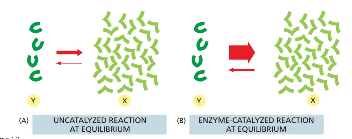 <ul><li><p>Enzyme catalyzed reactions can reach equilibrium much faster.</p></li><li><p>Uncatalyzed reaction at equilibrium. The units (Y) will form X</p><ul><li><p>Not a whole lot is made. There are also unfavourable reverse reactions occurring</p></li></ul></li><li><p>Enzyme catalyzed reaction at equilibrium: drives the reaction in one direction. No more reverse reactions</p></li></ul><p></p>