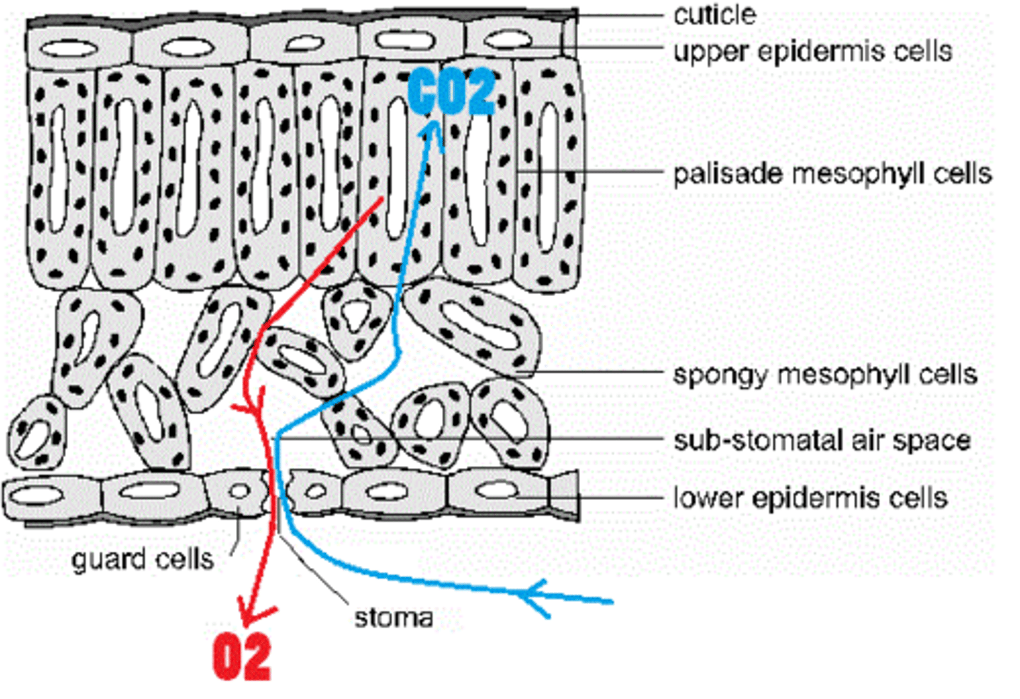 <p>· Cells of the spongy mesophyll layer are loosely packed, creating a large surface area for gas exchange</p><p>· A short diffusion pathway - the spongy cells having thin cell walls and in direct contact with the air,</p><p>· Large concentration gradient- by day photosynthesis is faster then respiration so CO<sub>2</sub> used + O<sub>2</sub> produced, by night only respiration so O<sub>2</sub> used in cells and CO<sub>2 </sub>produced</p>