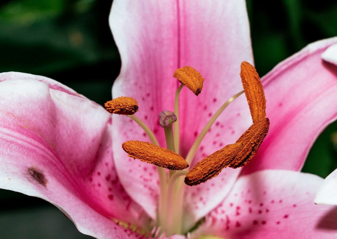 <p>Male parts of the flower </p>