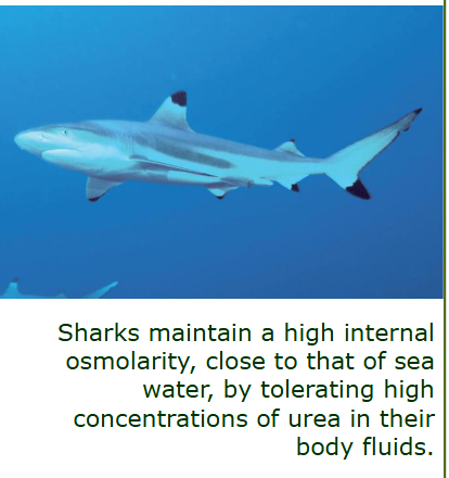 <p>Sharks retain urea & TMAO in blood to make tissues slightly hyperosmotic to seawater, reducing water loss. They do not drink seawater like marine bony fish.</p>