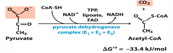 <p>oxidative decarboxylase (so it has CO2 removed and a CoA added) </p><p></p>