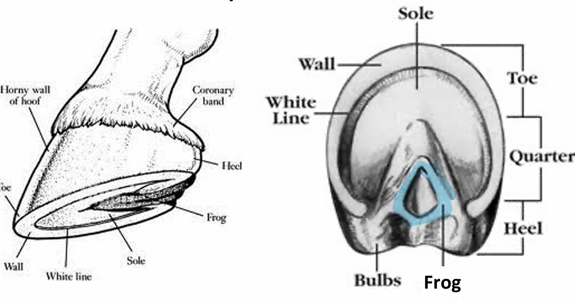 <ul><li><p>Frog: V-shaped structure that allows expansion of the foot at the heel (only in horses)</p></li></ul><p></p>