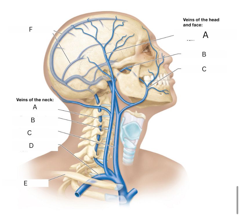 <p>(veins of neck) what letter is C</p>