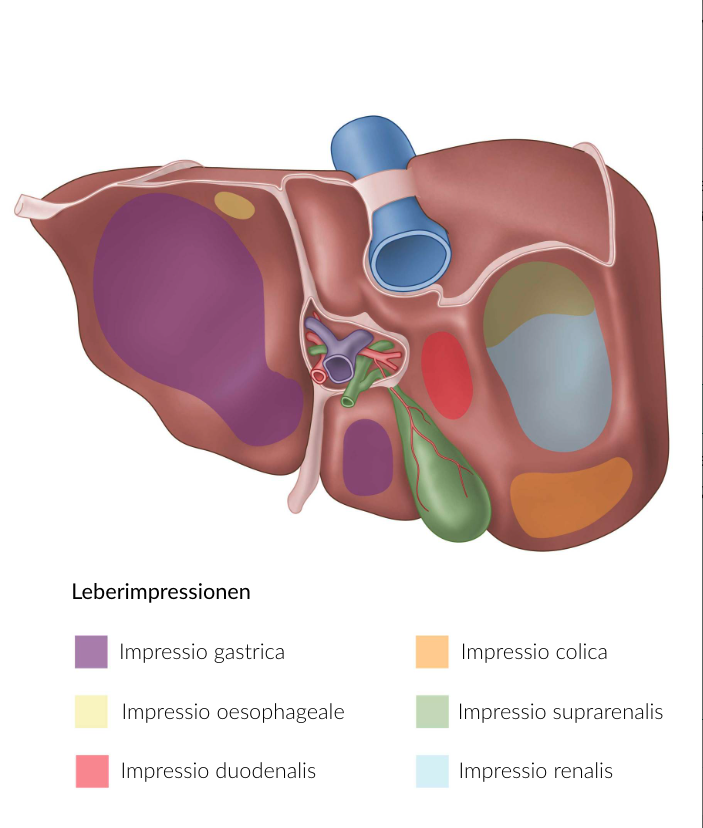 <p>C. Pancreas</p>