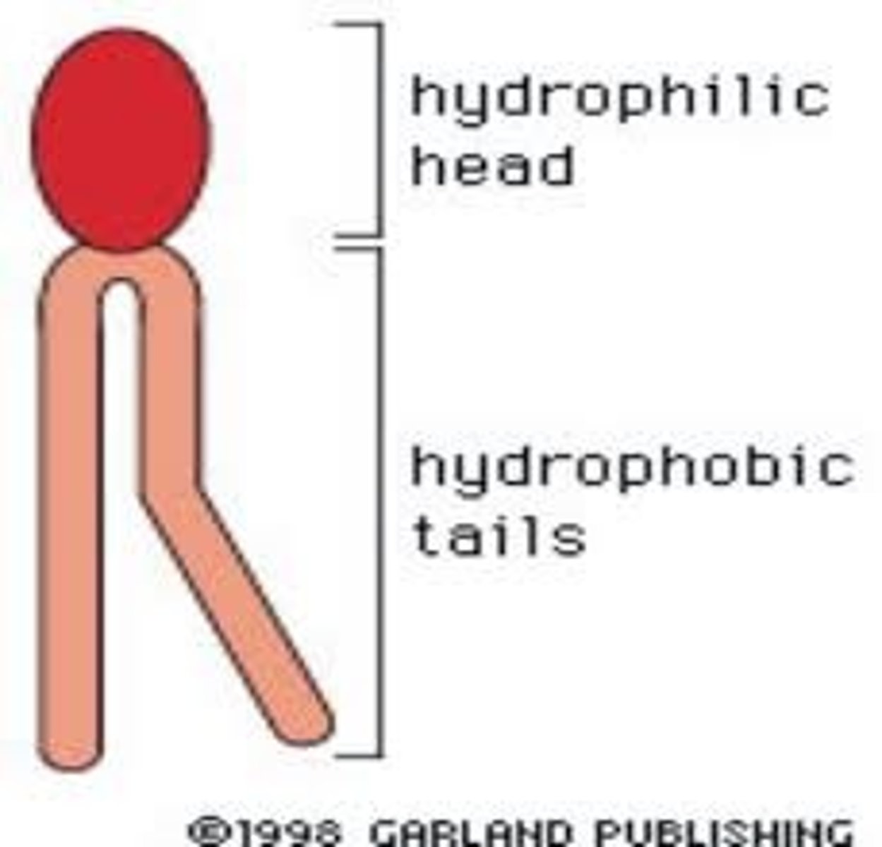<p>Two fatty acids form nonpolar hydrophobic tails</p>