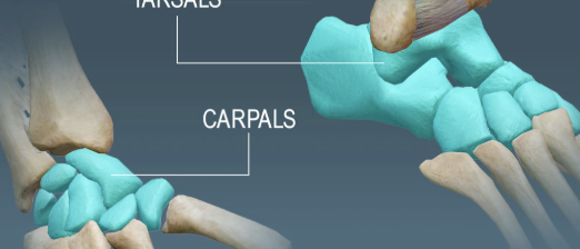 <p><span><span>cube-shaped; provide stability</span></span></p><p><br><span><span>Examples: carpals (wrist), tarsals (ankle)</span></span></p>