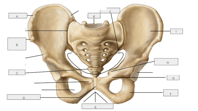 <p>A</p>