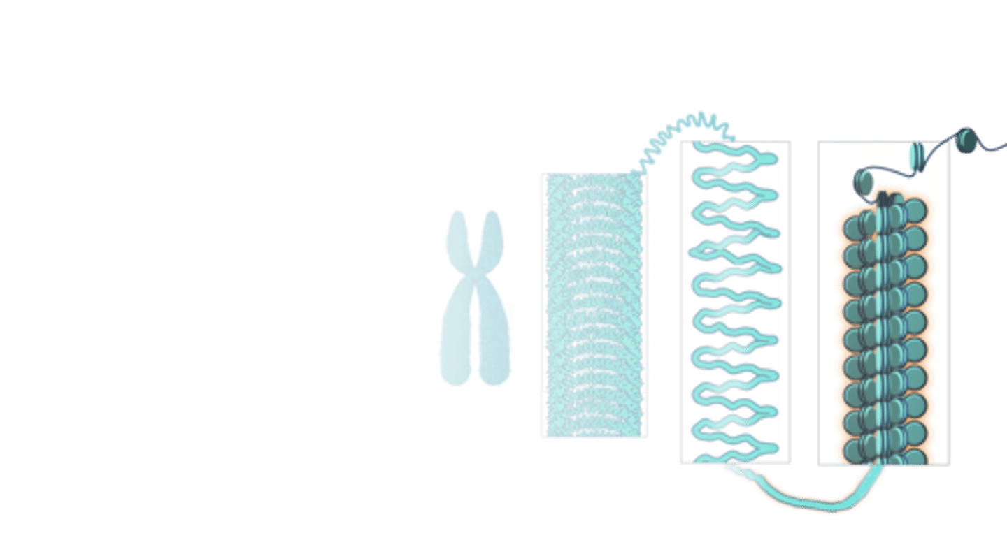 <p>the actual thread of DNA</p>