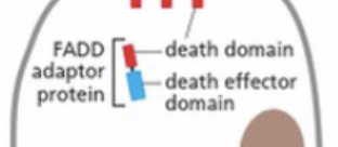 <p>death domains ( and adaptor protein called FADD) are actiavted inside the cell </p>