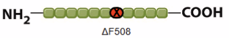 <ul><li><p>caused by mutation in gene, cystic fibrosis transmembrane conductance regulator (CFTR)</p></li><li><p>the most common mutation, <strong>ΔF508, is a deletion of three nucleotides</strong>, resulting in a loss of the amino acid phenylalanine (F) at the 508th position on the protein. This mutation accounts for<strong> two-thirds (66–70%) of CF cases</strong> worldwide</p></li></ul><p></p>