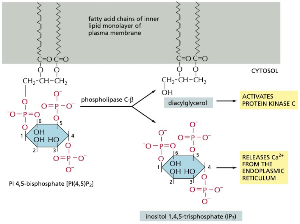 <p>hydrolysis of PI(4,5)P2 forms 2 secondary messengers</p><ol><li><p>IP3 → releases Ca2+ from the ER</p></li><li><p>diacylglycerol → helps activate protein kinase C</p></li></ol>