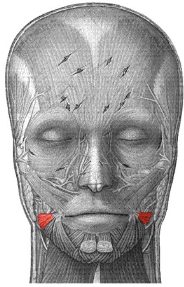 <p>Origin: fascia associated with masseter muscle Insertion: skin at angle of mouth Action: pulls corner of lip laterally, tenses lip; synergist of zygomatic</p>