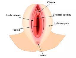 el _________ es una masa cilindrica de tejido erectil, es parte de la vulva

* ubicadas en union anterior de los labios menores
  * incluye el prepucio del clitoris y vestibulo de vagina