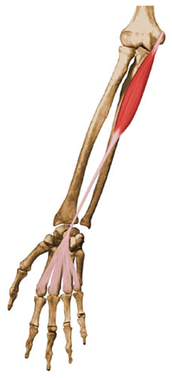 action:

flexion 