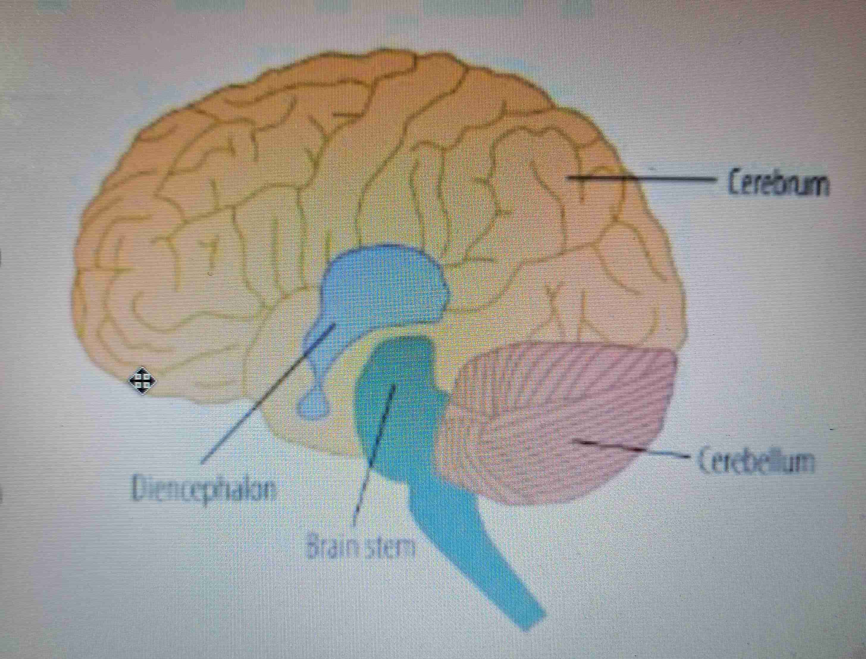 <p>cerebrum, cerebellum, diencephalon and brain stem</p>