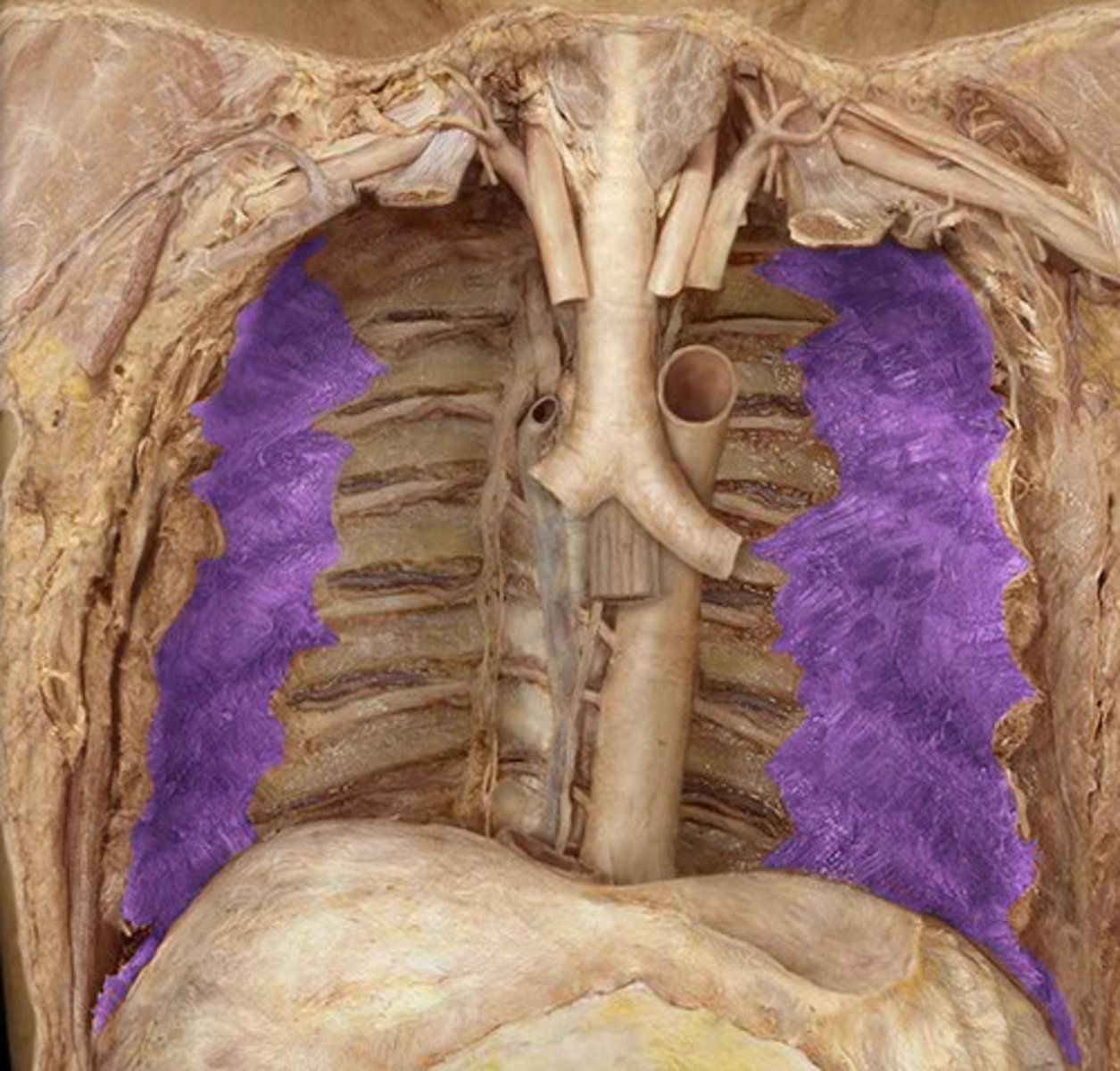 <p>deepest layers of internal intercostal muscles</p>