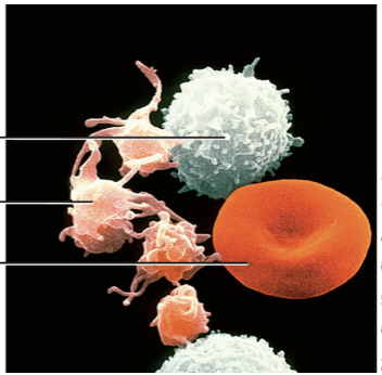 <p>what are the three formed elements in blood, their functions and label them </p>