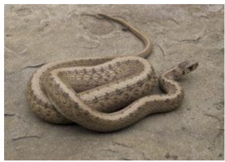 <p>DeKay’s brownsnake</p>
