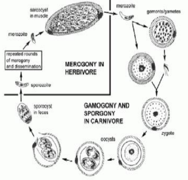 <p>This is the life cycle of?</p>