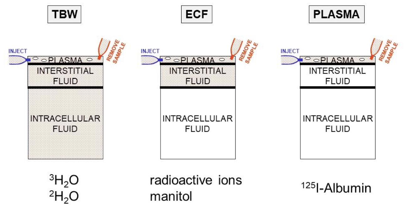 <ol><li><p>Inject a known amount of <strong>tracer</strong> (which will diffuse and restrict compartment being measured)</p></li><li><p>Sample is taken from compartment </p></li><li><p>When tracer is equilibrated:</p><ul><li><p>Volume = (amount injected) / concentration</p></li><li><p>If some tracer is lost: </p><ul><li><p>Volume = (amount injected - amount eliminated) / concentration</p></li></ul></li></ul></li></ol><p></p>