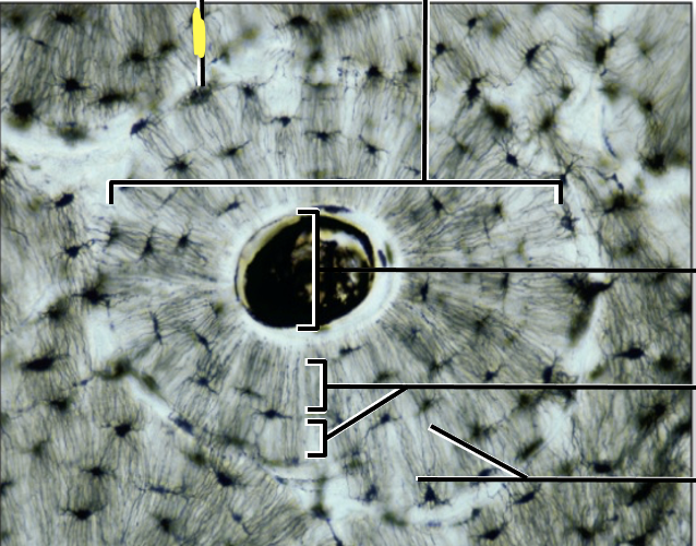 <p>What is the yellow line pointing to?</p>