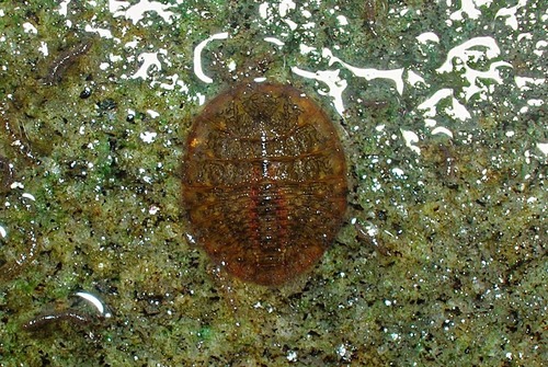 <img src="https://binary.pensoft.net/fig/855185/big/file.jpg" data-width="100%" data-align="center" alt="A revision of the Chilean water penny genus Tychepsephus Waterhouse, 1876  (Coleoptera, Psephenidae, Eubriinae), with description of a second species  and two larval morphotypes, and notes on other Chilean Psephenidae"><img src="https://knowt-user-attachments.s3.amazonaws.com/b57e038a-22f8-46a6-b55b-1a329c5d428d.jpg" data-width="100%" data-align="center"><p></p>