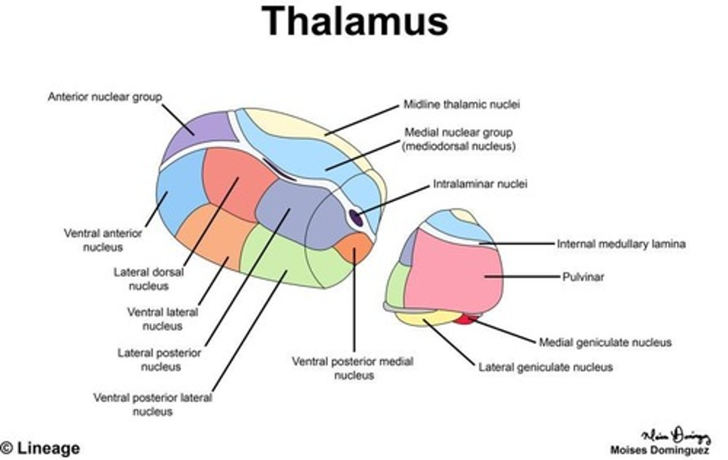 <p>Thalamus, hypothalamus, and epithalamus.</p>