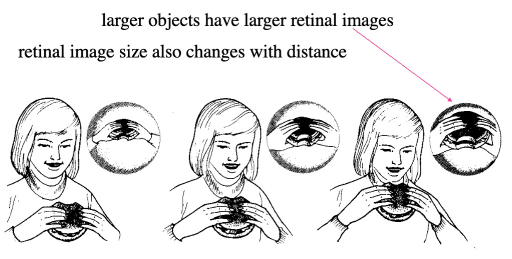 <p>measure of retinal image size that depends on physical size of object and object’s distance from eye (retinal image size also changes with distance)</p><ul><li><p>formed by lines going from ex. top and bottom of a stripe cycle, passing through the centre of the lens and ending on the retina</p></li></ul><p></p>