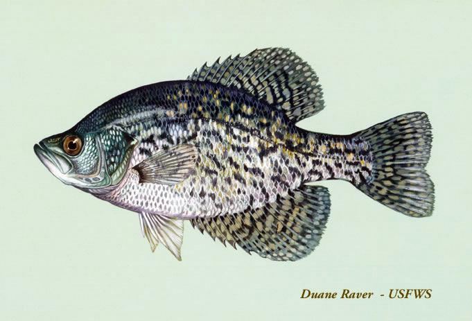 <p>Black Crappie</p>