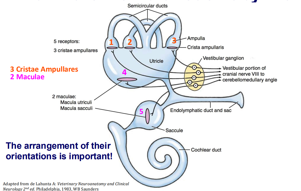 <p>Maculae</p><ul><li><p>Utricle → horizontal</p><ul><li><p>macula utriculi</p></li></ul></li><li><p>Saccule → vertical</p><ul><li><p>macula sacculi</p></li></ul></li></ul><p></p>