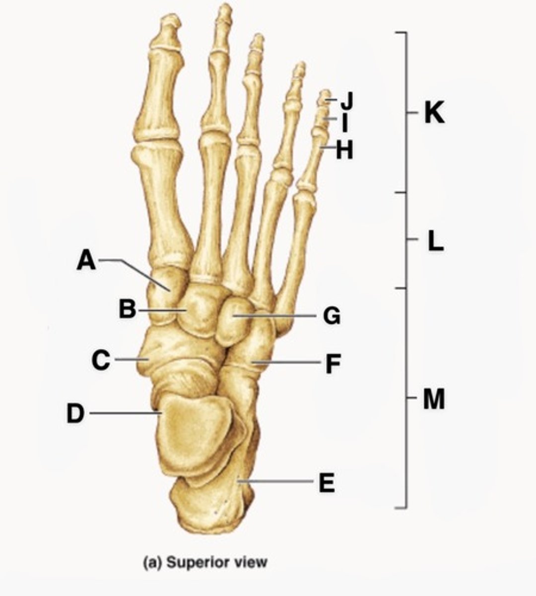 <p>ID bone "I"</p>